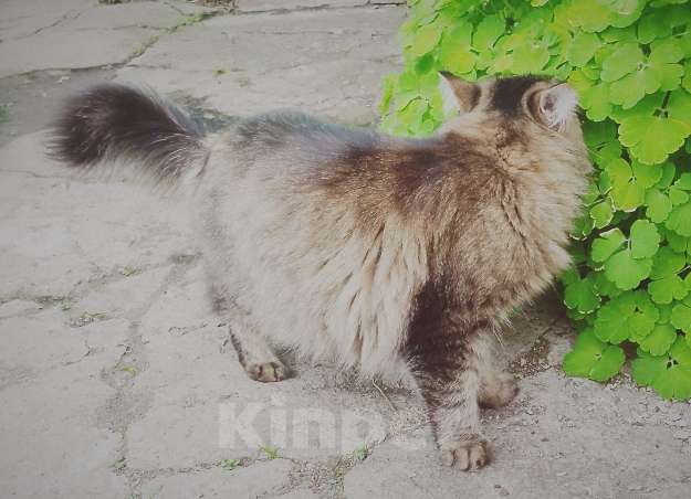 Кошки в других городах Омской области: Кошка в добрые руки отдам Девочка, Бесплатно - фото 6