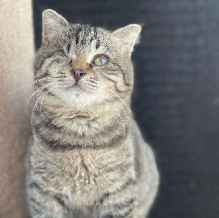 Кошки в Москве: Лучик, котенок без глазика Девочка, Бесплатно - фото 2