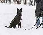 Собаки в Москве: Спайк Мальчик, 300 руб. - фото 4