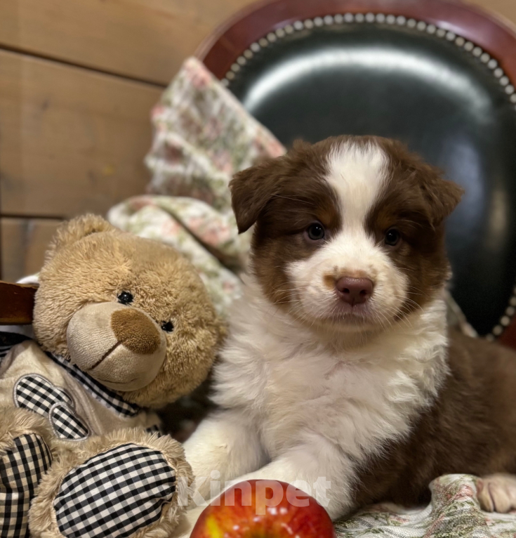 Собаки в Санкт-Петербурге: Австралийская овчарка щенки  Мальчик, 60 000 руб. - фото 1