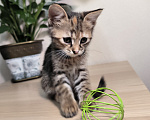 Кошки в Краснодаре: Отдам котят девочек Девочка, Бесплатно - фото 9