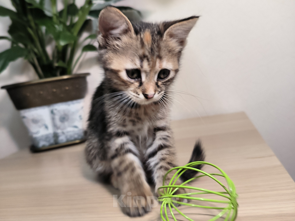 Кошки в Краснодаре: Отдам котят девочек Девочка, Бесплатно - фото 9