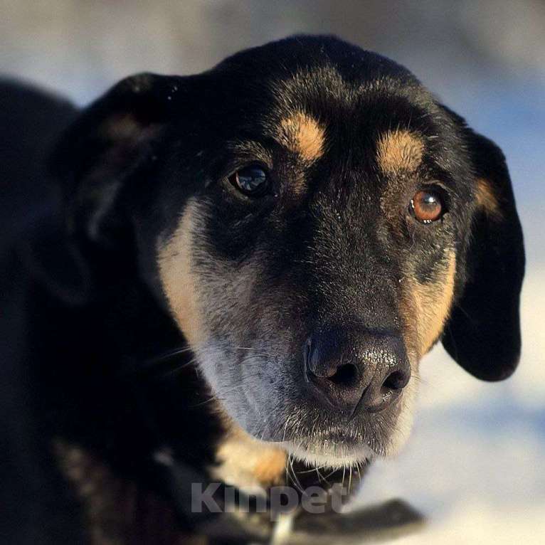 Собаки в Королеве: Габи – скромная и тихая собака. Девочка, Бесплатно - фото 1