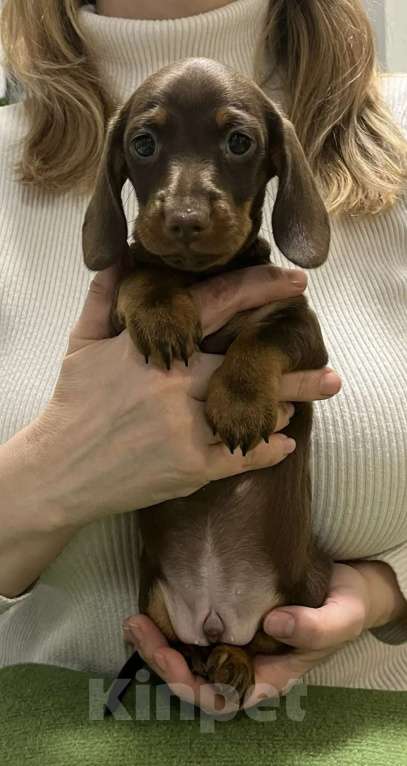 Собаки в Тюмени: Продам щенков кроличьей таксы Мальчик, 130 000 руб. - фото 1