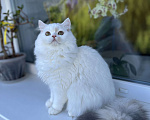 Кошки в Новосибирске: Шикарная кошка Девочка, 15 000 руб. - фото 3