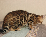 Кошки в Барнауле: Бенгальские котята Девочка, 20 000 руб. - фото 5
