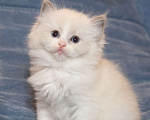 Кошки в Санкт-Петербурге: Рэгдолл Девочка, 80 000 руб. - фото 5