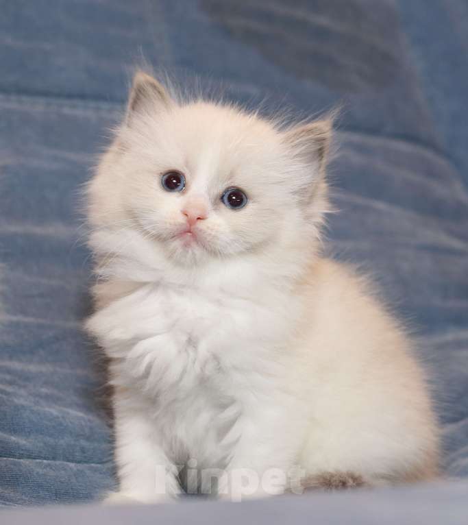 Кошки в Санкт-Петербурге: Рэгдолл Девочка, 80 000 руб. - фото 5