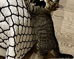 Кошки в Москве: Чудесный котенок Матроскин ищет дом Мальчик, 1 руб. - фото 3