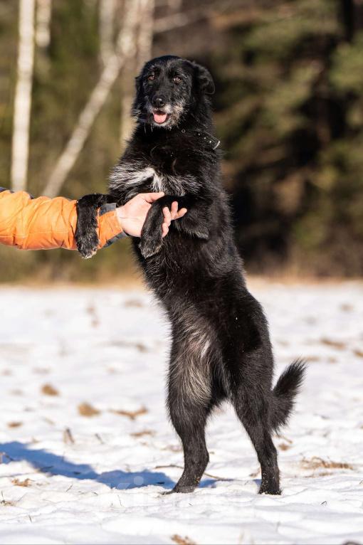 Собаки в Клине: Веста — добродушная собачка Девочка, Бесплатно - фото 3