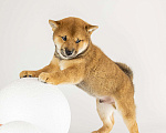 Собаки в Барнауле: Малыш Сиба Ину (Shiba Inu) Мальчик, 100 000 руб. - фото 4