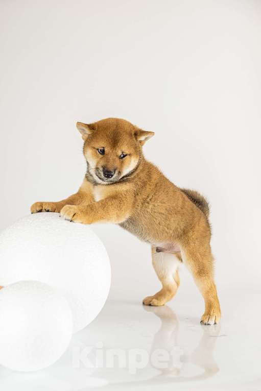 Собаки в Барнауле: Малыш Сиба Ину (Shiba Inu) Мальчик, 100 000 руб. - фото 4