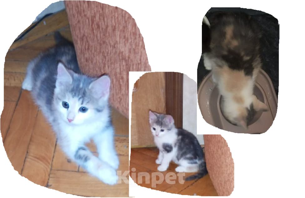 Кошки в Москве: Котята 3 месяца Девочка, 100 руб. - фото 2