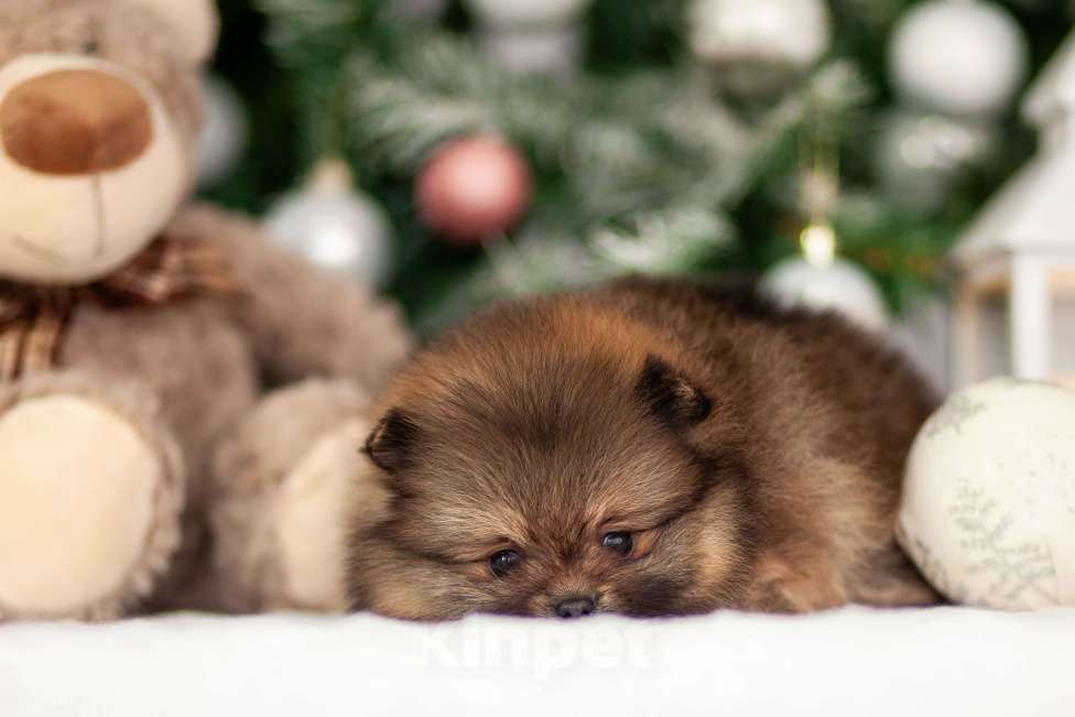 Собаки в Москве: Щенок померанского шпица Девочка, 40 000 руб. - фото 2