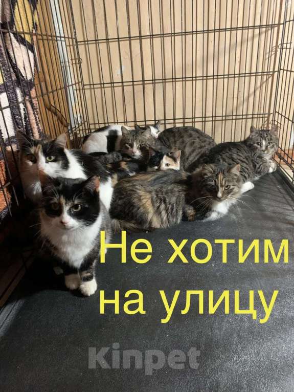 Кошки в Санкт-Петербурге: Опять улица Девочка, Бесплатно - фото 1