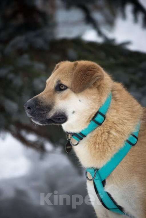 Собаки в Москве: Чудесная Барабулька ищет дом и любящую семью! Девочка, Бесплатно - фото 1