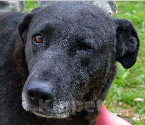 Собаки в Москве: Элис Девочка, Бесплатно - фото 3