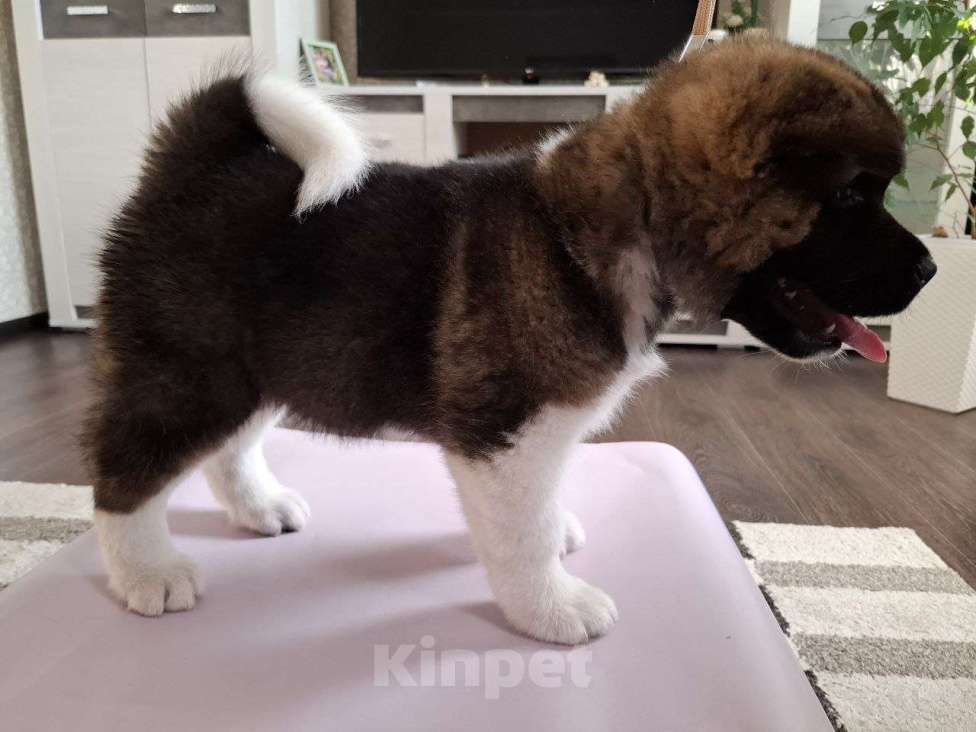 Собаки в Москве: Щенок американской акиты  Мальчик, 50 000 руб. - фото 4