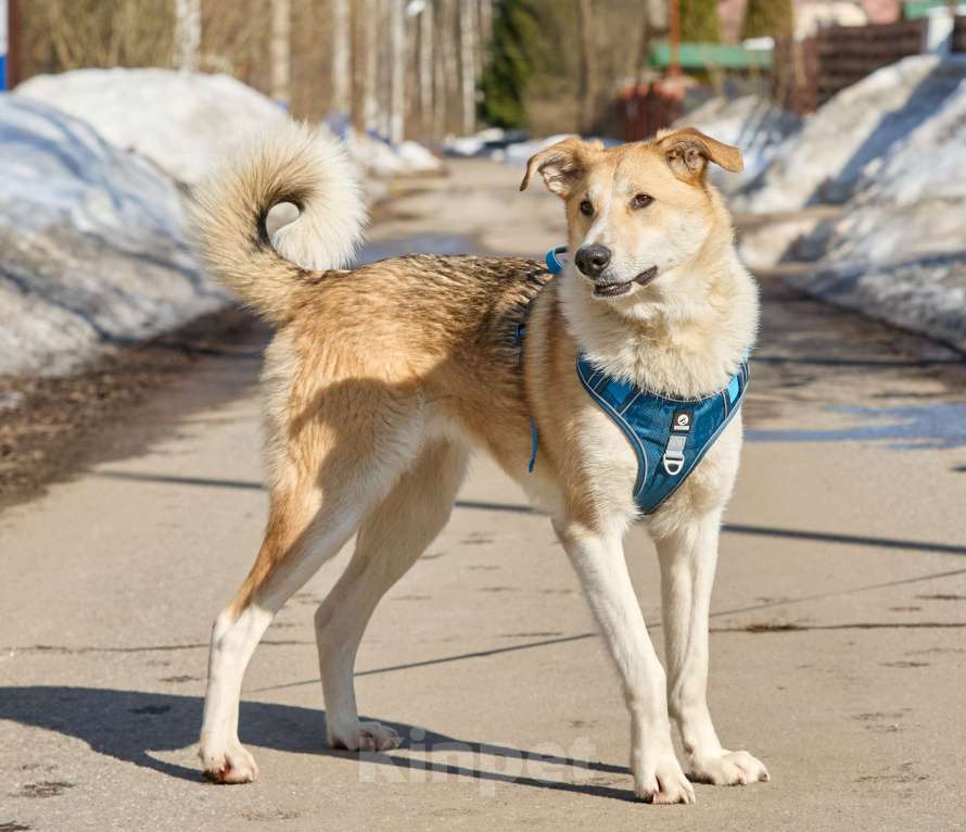 Собаки в Москве: Крупная собака в добрые руки Девочка, Бесплатно - фото 1