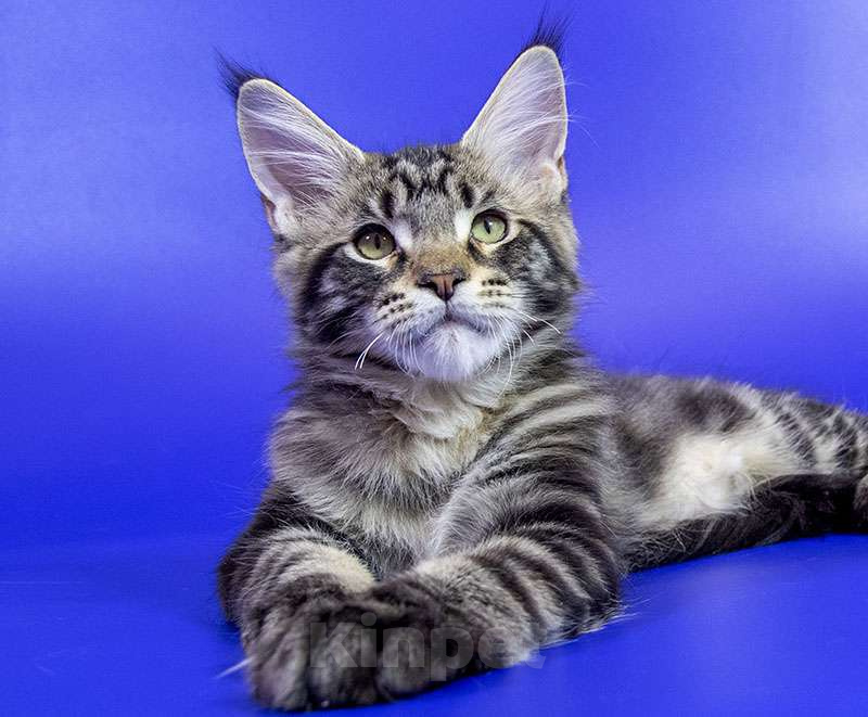 Кошки в Москве: Котенок Мейн кун. Мальчик, Бесплатно - фото 1