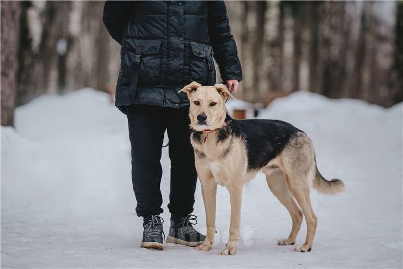 Собаки в Москве: Чудесный пёс Дэнвер в добрые руки. Мальчик, Бесплатно - фото 3