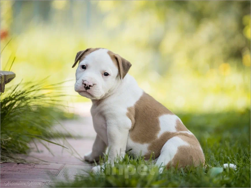 Собаки в Самаре: Щенки АСТ из питомника Мальчик, 30 000 руб. - фото 6