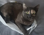 Кошки в Москве: Пропала кошка Девочка, Бесплатно - фото 1