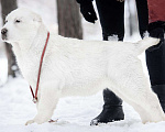 Собаки в Железногорске: Щенки алабая Мальчик, Бесплатно - фото 3