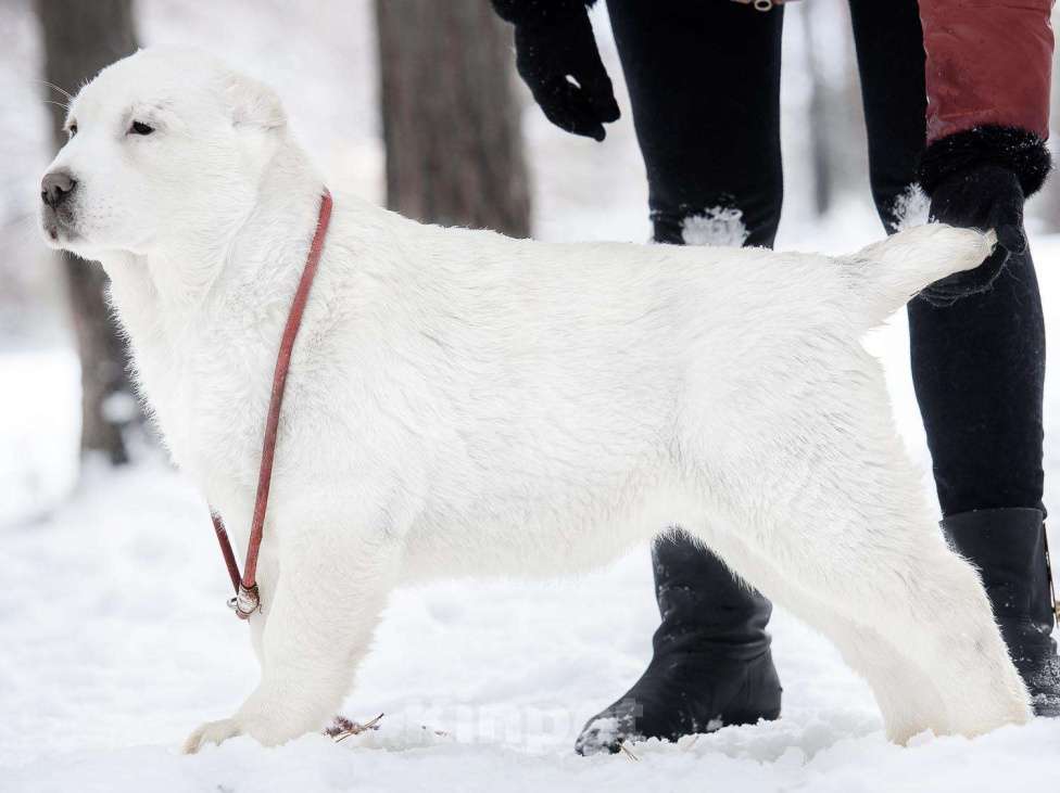 Собаки в Железногорске: Щенки алабая Мальчик, Бесплатно - фото 3