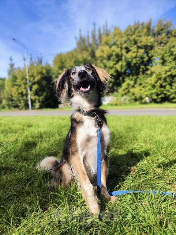 Собаки в Москве: Мистер улыбка Мультик Мальчик, Бесплатно - фото 8