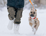 Собаки в Солнечногорске: Стафф+корги, коротколапик в добрые руки! Мальчик, Бесплатно - фото 5