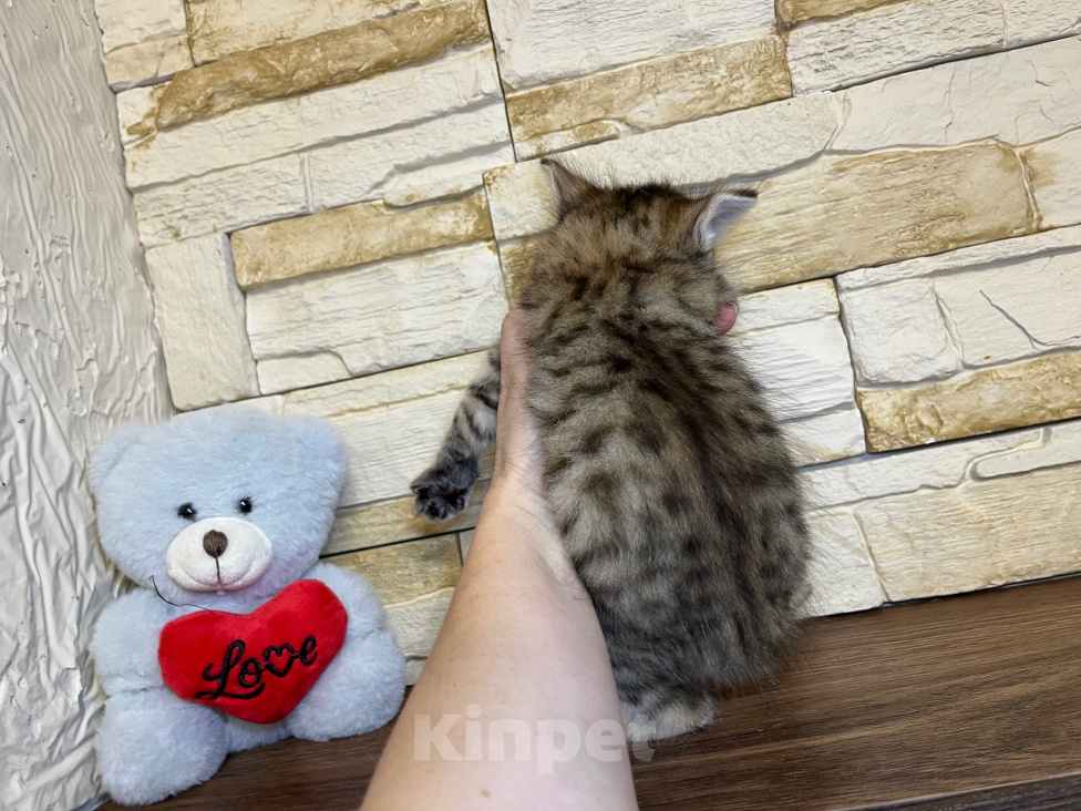 Кошки в Волгограде: Кошечка курильский бобтейл Девочка, 35 000 руб. - фото 3