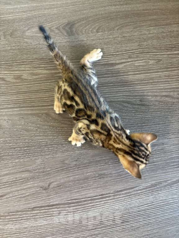 Кошки в Екатеринбурге: Бенгальские чистокровные котята с документами Мальчик, 10 000 руб. - фото 6