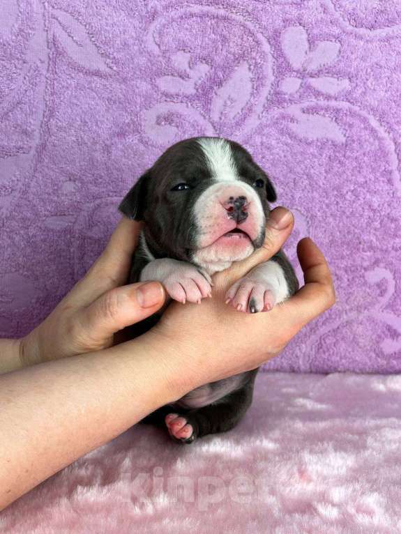 Собаки в Москве: Шикарная девочка амстаффа Девочка, 120 000 руб. - фото 5