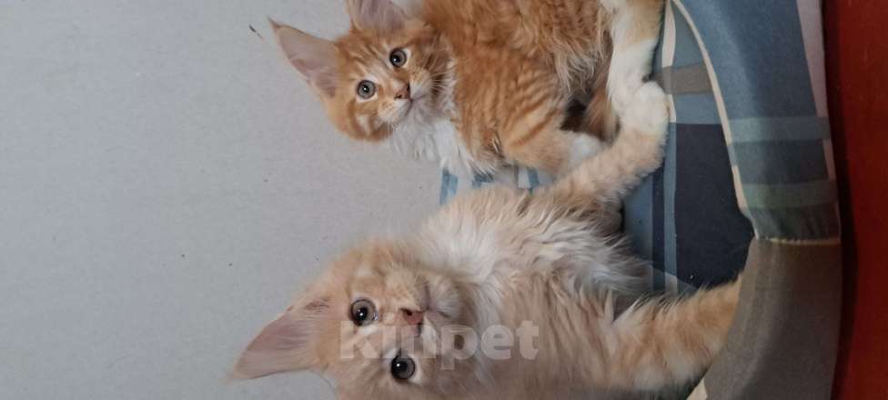 Кошки в Москве: Питомник гигантских кошечек Разнополые, 30 000 руб. - фото 4