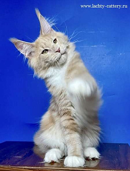 мейн кун котенок