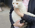 Кошки в Москве: Ласковый котик Мальчик, Бесплатно - фото 2