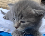 Кошки в Казани: котята в добрые руки Разнополые, Бесплатно - фото 3