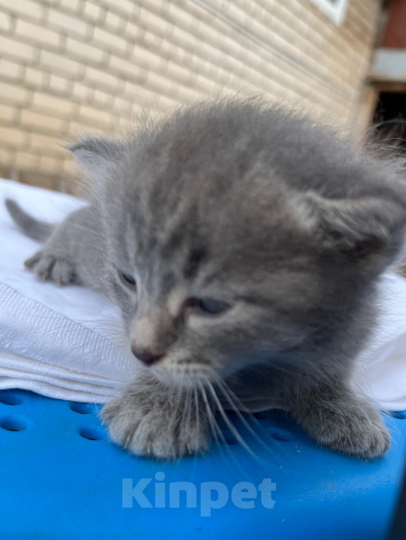 Кошки в Казани: котята в добрые руки Разнополые, Бесплатно - фото 3