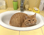 Кошки в Москве: Найден кот Мальчик, Бесплатно - фото 2