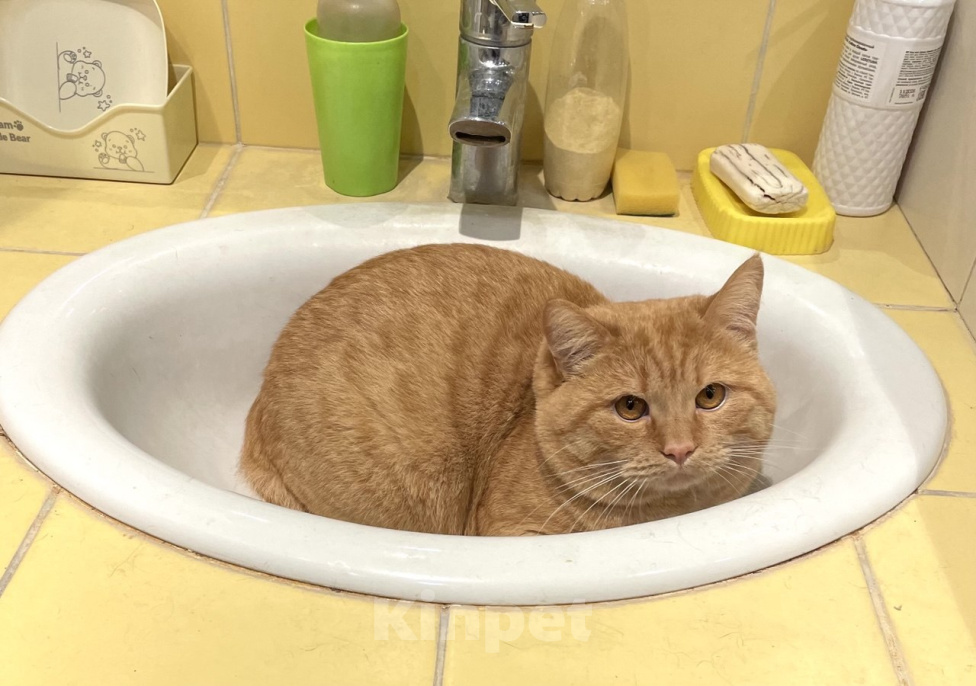 Кошки в Москве: Найден кот Мальчик, Бесплатно - фото 2