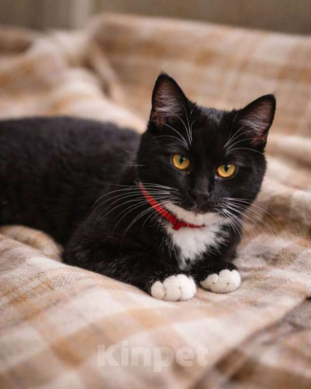 Кошки в Москве: Шоколадка ищет дом Девочка, Бесплатно - фото 3