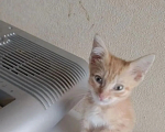 Кошки в Мытищах: Котёнок 2 месяца.Отдам в добрые руки. Мальчик, Бесплатно - фото 1