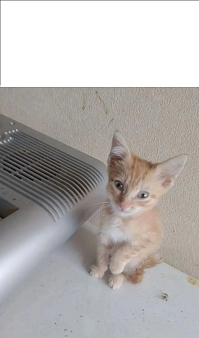 Котёнок 2 месяца.Отдам в добрые руки.