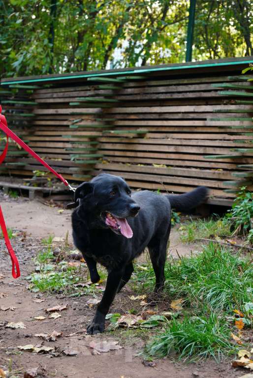 Собаки в Балашихе: Рик Мальчик, Бесплатно - фото 3