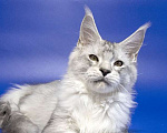 Кошки в Москве: Мейн кун котенок Мальчик, Бесплатно - фото 2