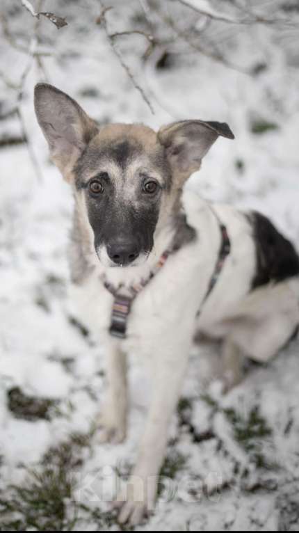 Собаки в Москве: Френд, кудрявый малыш Мальчик, Бесплатно - фото 3