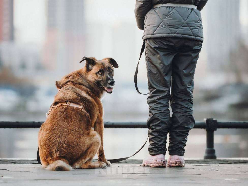 Собаки в Москве: Марти очень ждет семью Мальчик, Бесплатно - фото 7