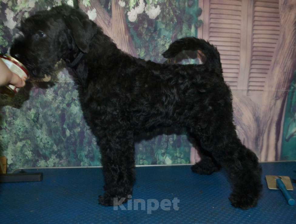 Собаки в Иваново: Щенок Керри блю терьера  Мальчик, 60 000 руб. - фото 4