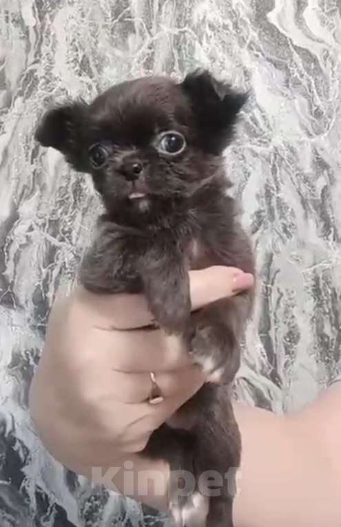 Собаки в других городах Московской области: Д/ш голубая девочка чихуахуа Девочка, 60 000 руб. - фото 4